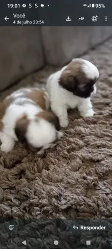 Mini Shin tzu . Eu tenho os filhotes mais lindos.