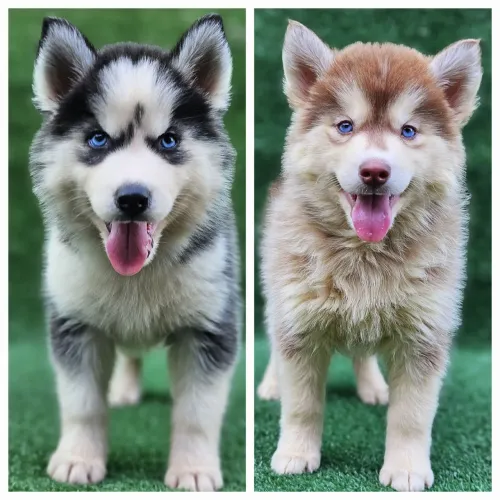 Husky siberiano com PEDIGREE ALKC, pelagem wolly já vacinados e vermífugados 