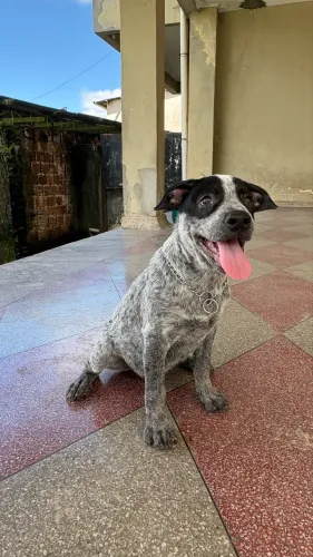 Filhote de Boiadeiro Australiano (Blue Heeler) 