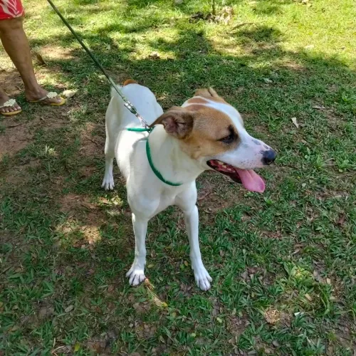 Cão lindo para adoção 