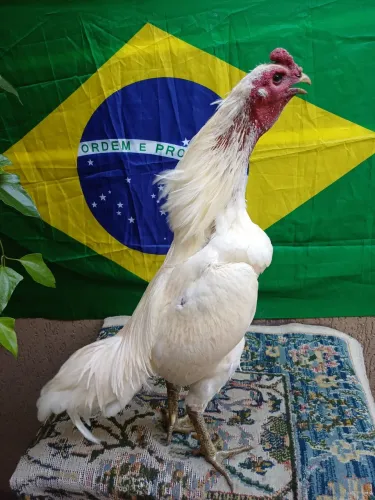 Galos 