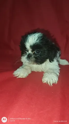 SHIHTZU LINDA MENINA