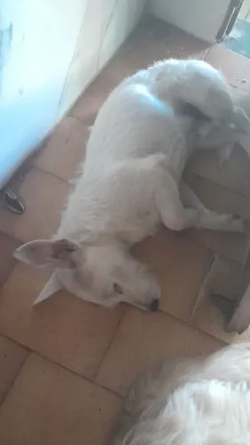Doação de cachorro vira lata