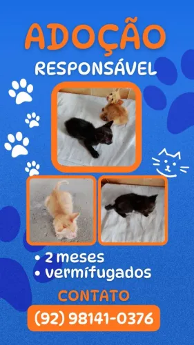 Doação responsável de animal doméstico gato.
