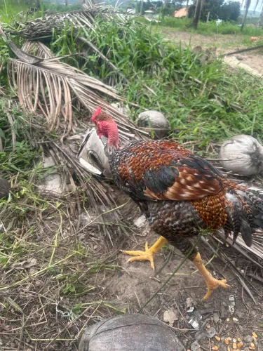 Frango 