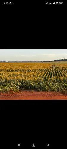 Fazenda com divida, 462 alq. Em frutal MG. Já arrendada, 160 milhoes.