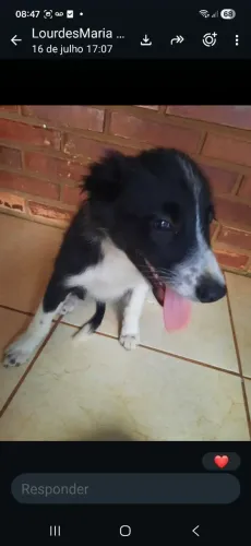 Filhote border collie