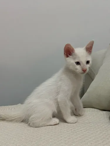 Doação de Gato Branco com olho Azul
