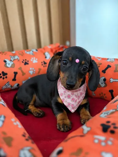 Dachshund fêmea preta com canela 