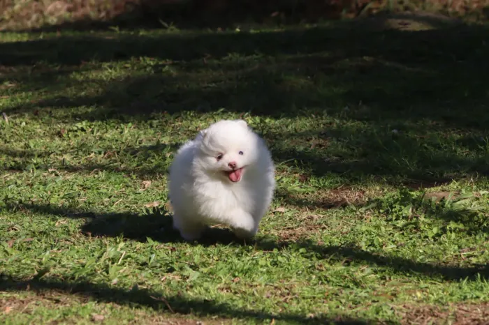 Spitz Alemão Lulu 