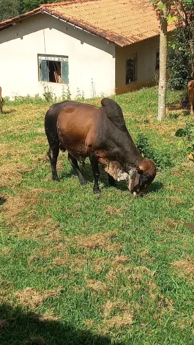 Vende se touro raça Gir 