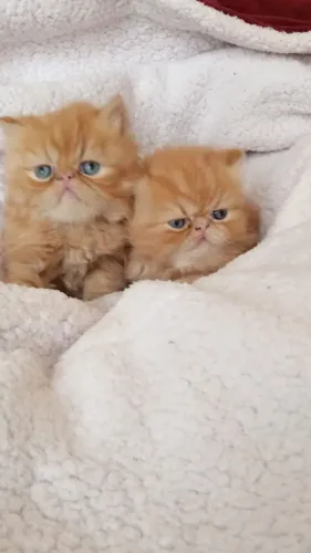 Persa ( Muito Amor e Carinho)