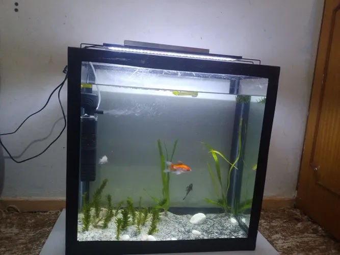 Aquário 100L Completo + Filtro + Iluminação + Plantas | Pronto para Montar