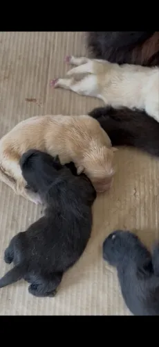 Cachorro chowchow 