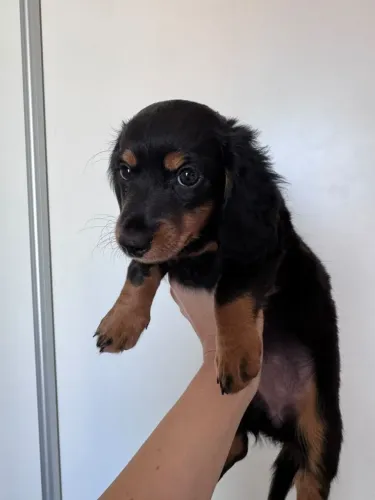 Filhote Dachshund pelo longo (salsichinha)