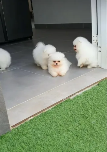 Lulu da Pomerania Filhotinhos meninos e meninas