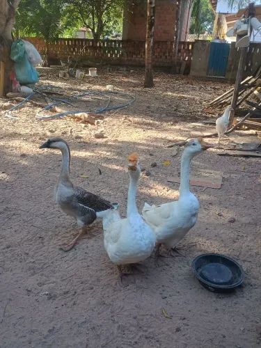 Gansos