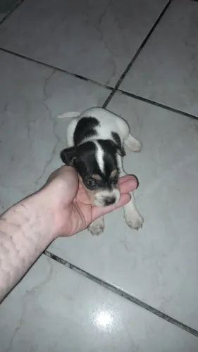 Filhotes de Fox paulistinha 