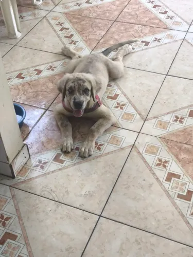 Cachorro Cane corso x Dog Alemão (fêmea)