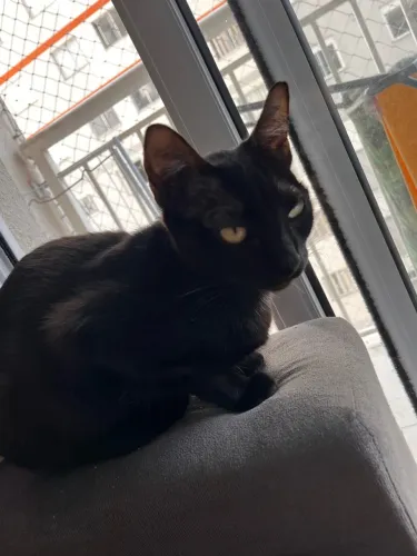 Doa-se gata castrada 1 ano