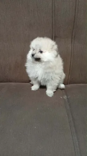 Lulu da pomeranea com 62 dias macho com vacina