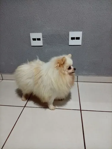 Spitz alemão