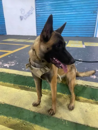 Cachorro pastor belga malion fêmea