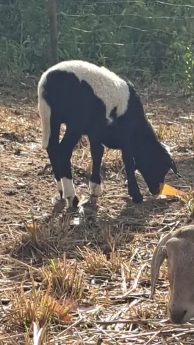 Ovelhas mestiças de Dorper com Santa Inês