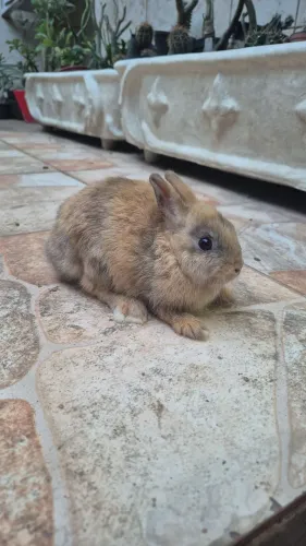 Coelho
