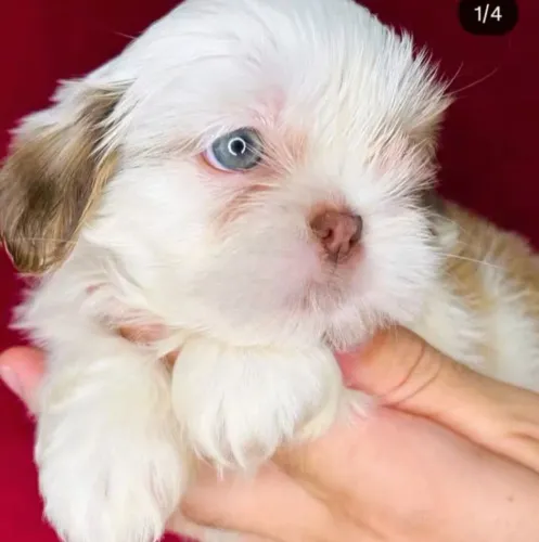 Shih tzus minis pelos fios de seda