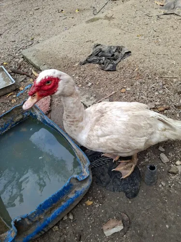 Vendo pato macho e fêmea