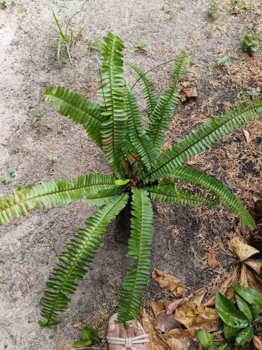 Plantas