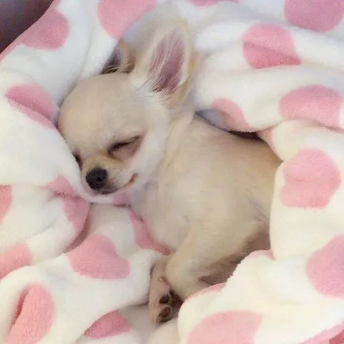 Chihuahua Um vínculo que se fortalece com repetição