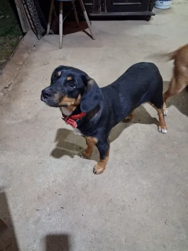 Cachorra fêmea castrada