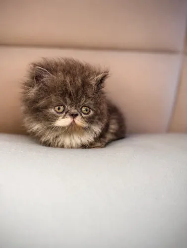 Gato persa