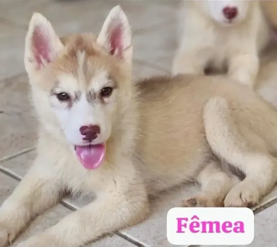 Filhofe Fêmea de Husky Siberiano