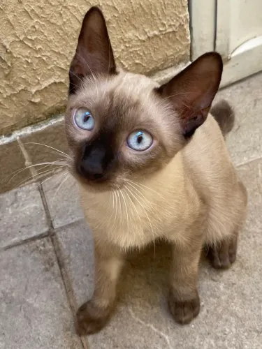 Adoção responsável gato siamês