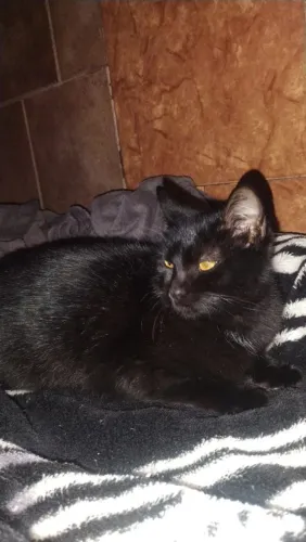 Doando gata