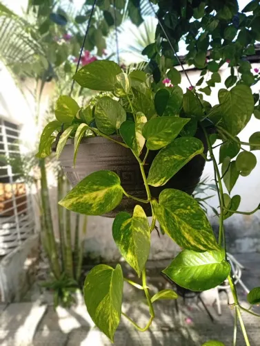 Planta jibóia pendente