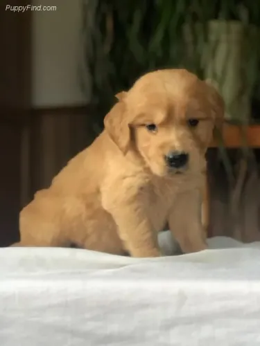 Golden Retriever,Golden Retriever Filhote Selecionado Alta Procedência