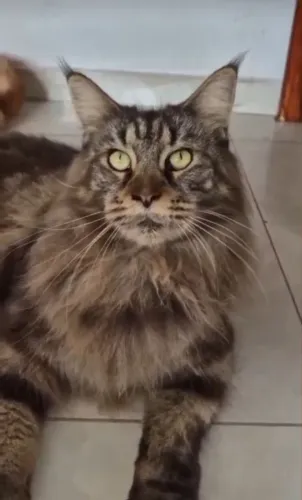 Maine coon filhote