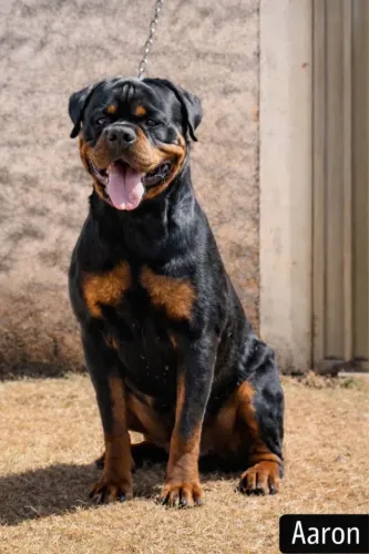 Rottweiler para cobertura