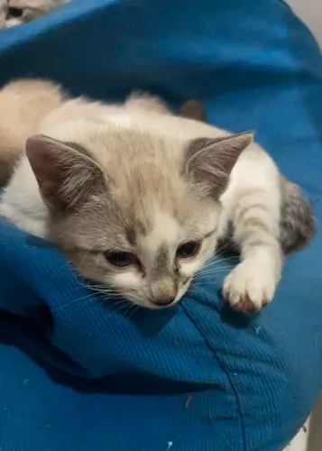 Filhotes de gato para adoção responsável