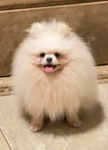 Cobertura Lulu da Pomerânia Anão 
