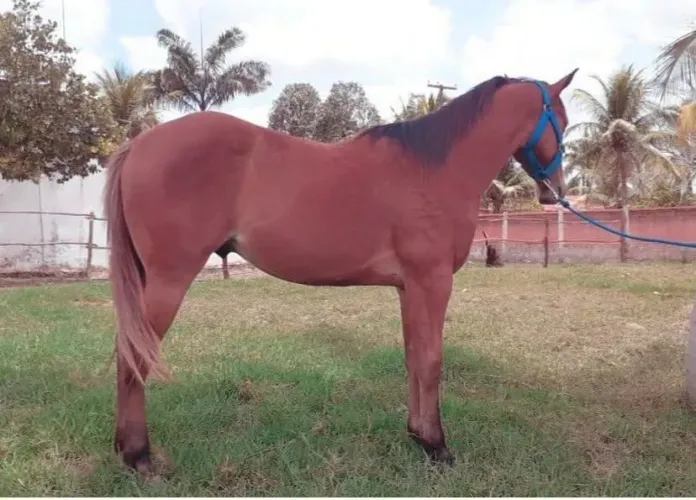 Cavalo Quarto de Milha com Papel e Documento.