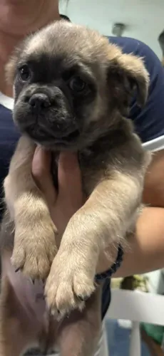 Buldogue macho