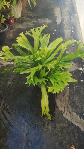 Planta sambaia ninho de passarinho 