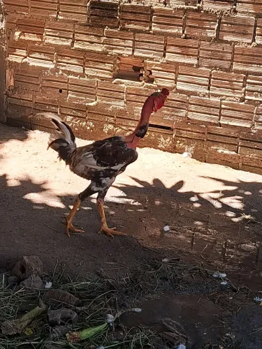 Frango polaco