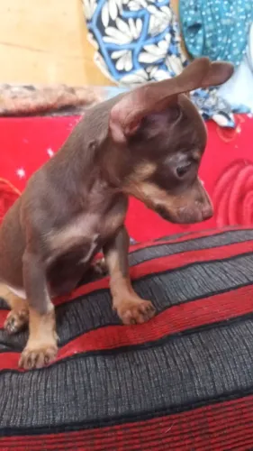 Pincher exótico 