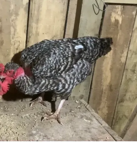 Promoção frango galinha e franga